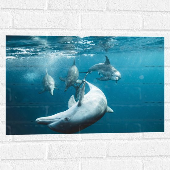 Muursticker - Vrolijke Dolfijnen in de Zee - 60x40 cm Foto op Muursticker