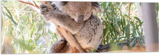 WallClassics - Verre Acrylique - Koala mignon sur une branche - 120x40 cm Photo sur verre acrylique (avec système de suspension)