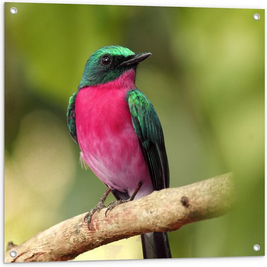 WallClassics - Tuinposter – Roze met Groene Vogel op een Tak - 80x80 cm Foto op Tuinposter (wanddecoratie voor buiten en binnen)
