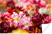 Poster Mutli gekleurde tulpen - 180x120 cm XXL