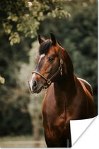 Poster Paard - Takken - Portret - 20x30 cm