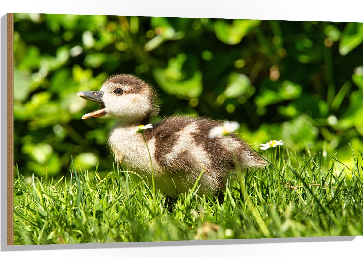 Hout - Baby Eendje in het Gras - 105x70 cm - 9 mm dik - Foto op Hout (Met Ophangsysteem)