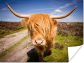 Poster Highlander écossais de couleur Oranje 40x30 cm - petit - Tirage photo sur Poster (décoration murale salon / chambre) / Poster animaux sauvages