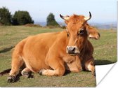 Rustende koe met horens Poster 40x30 cm - klein - Foto print op Poster (wanddecoratie woonkamer / slaapkamer) / Boerderijdieren Poster