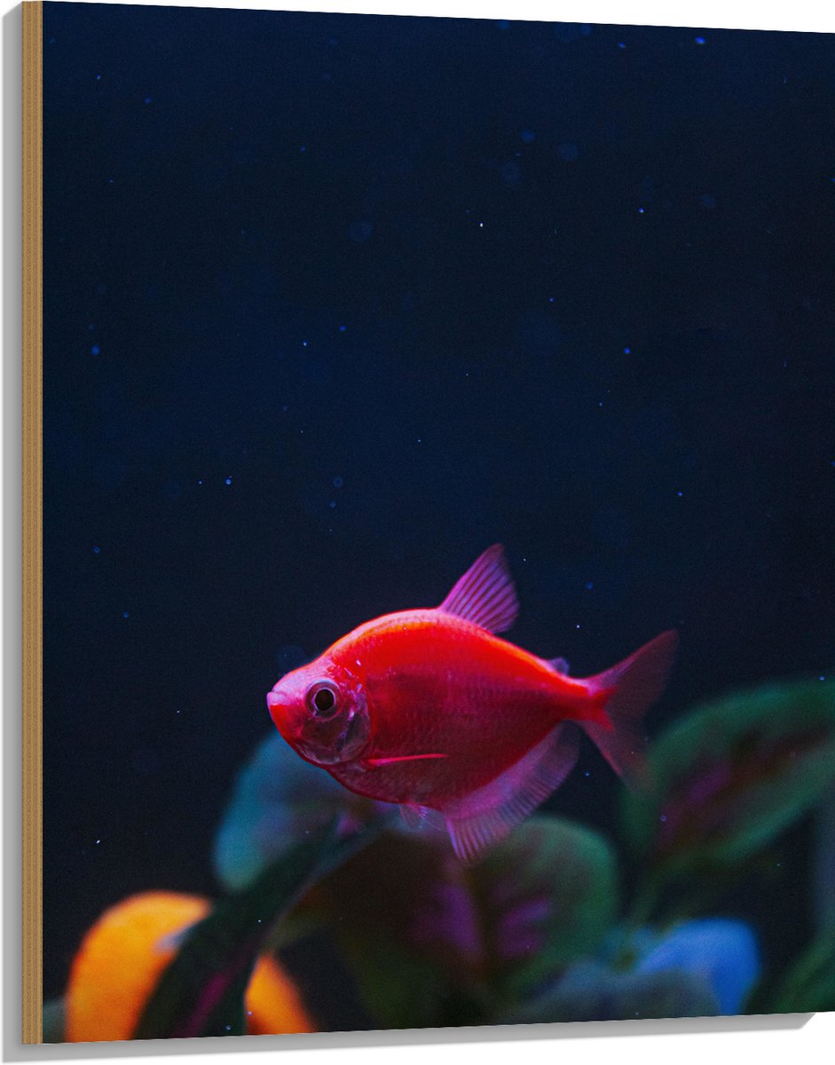 Hout - Rode Vis in Aquarium - 75x100 cm - 9 mm dik - Foto op Hout (Met Ophangsysteem)