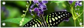 Tuinposter – Graphium agamemnon Vlinder op Paarse Bloemen - 60x20 cm Foto op Tuinposter (wanddecoratie voor buiten en binnen)