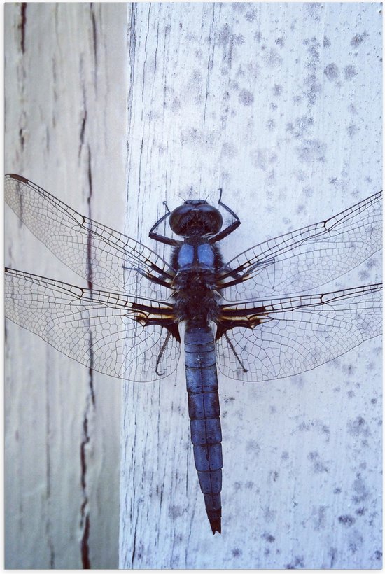 Poster Glanzend – Paars Blauwe Libelle op Witte Muur - 40x60 cm Foto op Posterpapier met Glanzende Afwerking