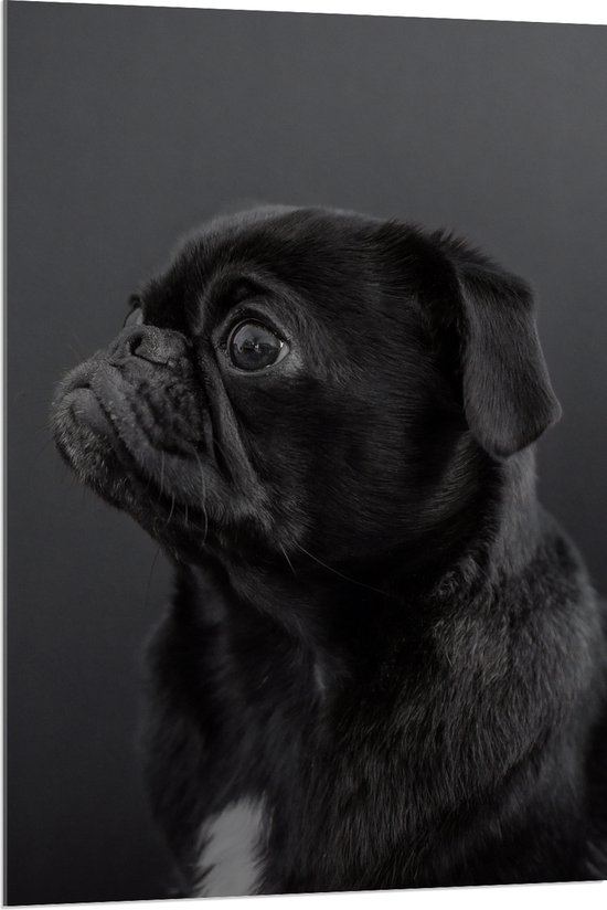 WallClassics - Acrylglas - Wegkijkende Zwarte Mopshond tegen Zwarte Achtergrond - 80x120 cm Foto op Acrylglas (Met Ophangsysteem)