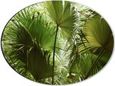 Dibond Ovaal - Gigantische Groene Planten - 40x30 cm Foto op Ovaal (Met Ophangsysteem)