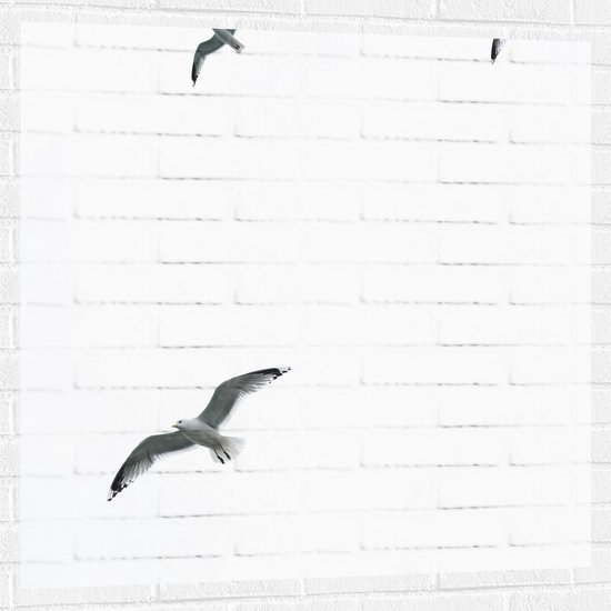 Muursticker - Vier Meeuwen Vliegend in de Lucht - 100x100 cm Foto op Muursticker