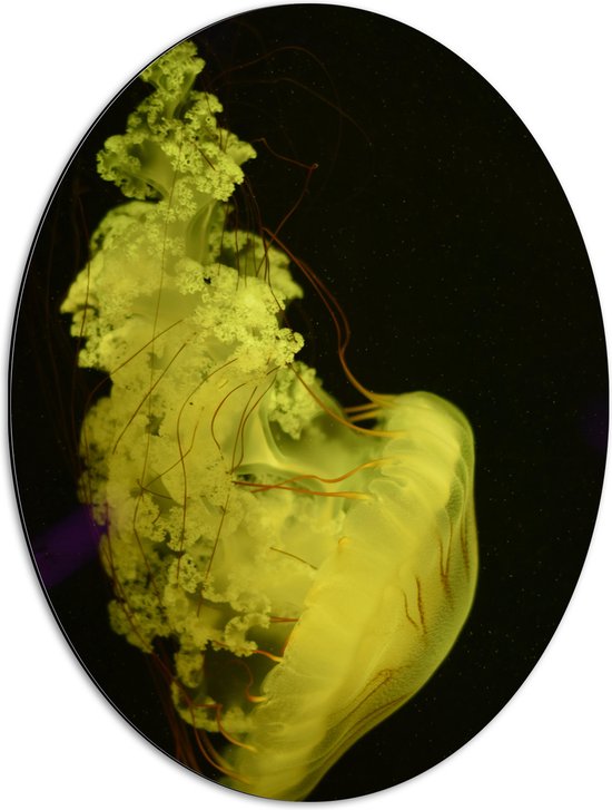 WallClassics - Dibond Ovaal - Gele Kwal tegen Zwarte Achtergrond - 51x68 cm Foto op Ovaal (Met Ophangsysteem)