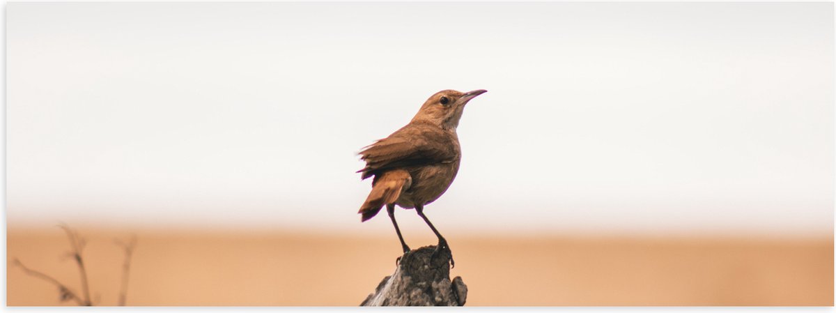 Poster Glanzend – Kleine Vogel op het Uiteinde van een Boomstam - 60x20 cm Foto op Posterp