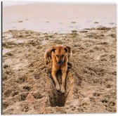 Dibond - Gravende Hond op het Strand - 50x50 cm Foto op Aluminium (Met Ophangsysteem)