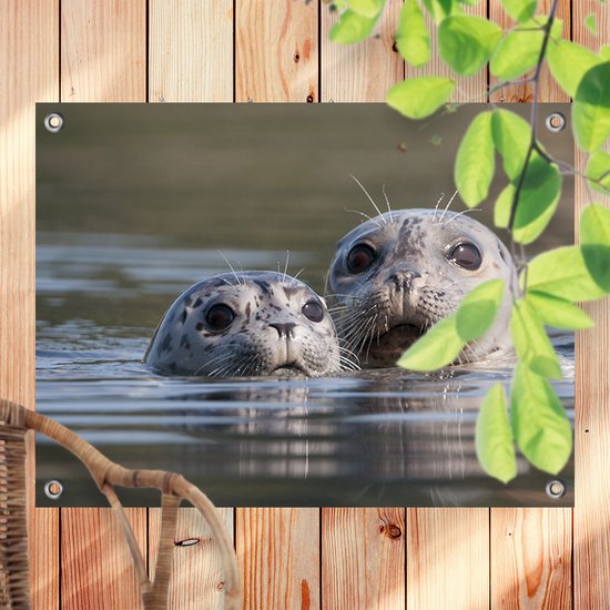 Tuinposter Zeehonden