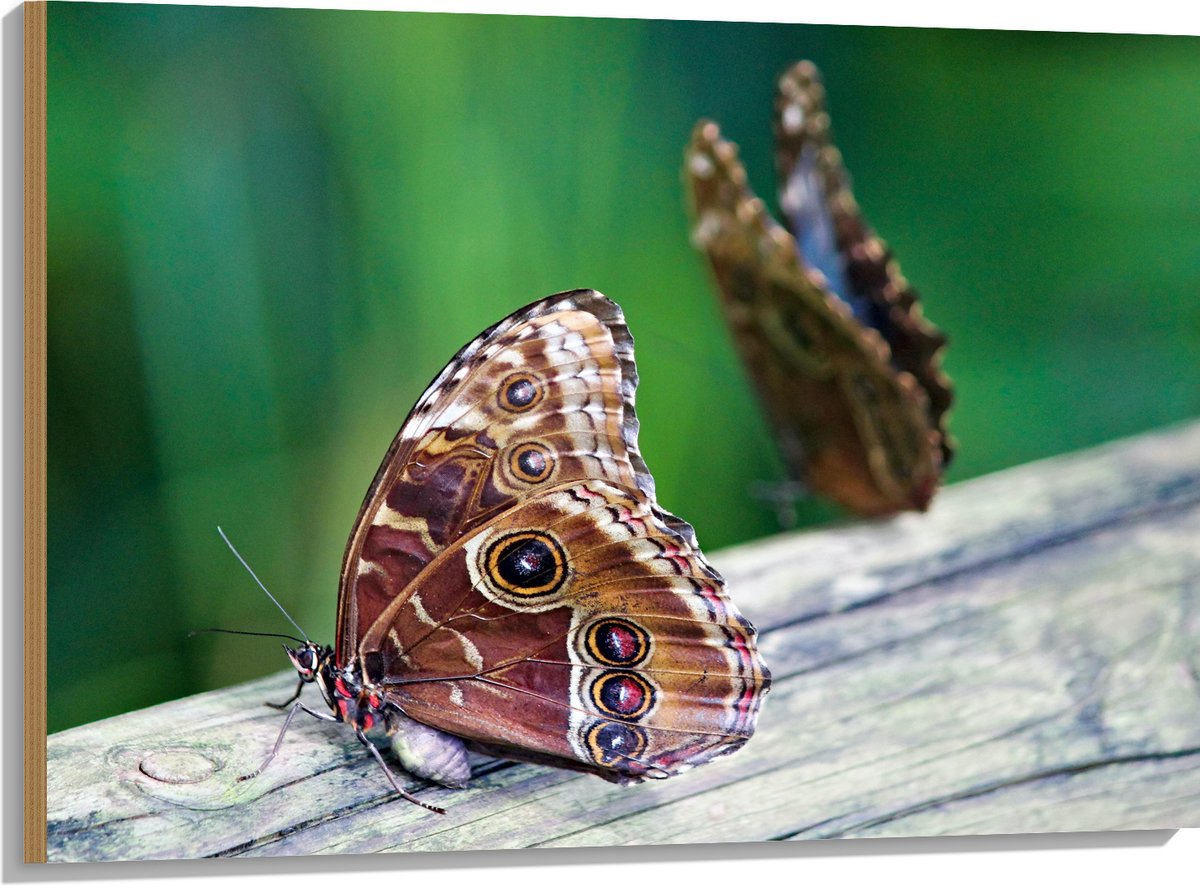 Hout - Duo van Bruine Vlinders op Boomstam - 100x75 cm - 9 mm dik - Foto op Hout (Met Opha