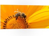 WallClassics - PVC Schuimplaat - Bij op Middelste van Gele Bloem - 100x50 cm Foto op PVC Schuimplaat (Met Ophangsysteem)