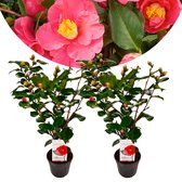 Plant in a Box - Camellia japonica Dr. King - Set van 2 - Japanse roos - Camellia plant winterhard - Pot 15cm - Hoogte 50-60cm