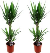 Plant in a Box - Yucca Elephantipes - Set van 2 - Stevige kamerpalm - Gemakkelijke kamerplant - Pot 17cm - Hoogte 70-80cm