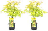 Plant in a Box - Acer 'Orange Dream' - Set van 2 - Japanse Esdoorn - Pot 19cm - Hoogte 60-70cm - Winterhard - Tuinplant