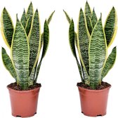 Plant in a Box - Sansevieria Laurentii - Set de 2 - Plante d'intérieur facile - Lady's Tongue - Pot 12cm - Hauteur 30-40cm