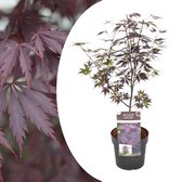 Plant in a Box - Japanse esdoorn 'Black Lace' - Japanse esdoorn winterhard Limited Edition - Pot 19cm - Hoogte 60-70cm