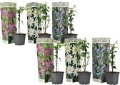 Plant in a Box - Mix van 6 Passiflora - Passievrucht - Klimplant - Pot 9cm - Hoogte 25-40cm