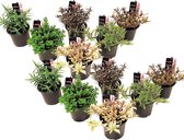 Plant in a Box - Hebe pinguifolia - Mix van 12 - Hebe struikveronica's - Pot 10,5cm - Hoogte 15-20cm