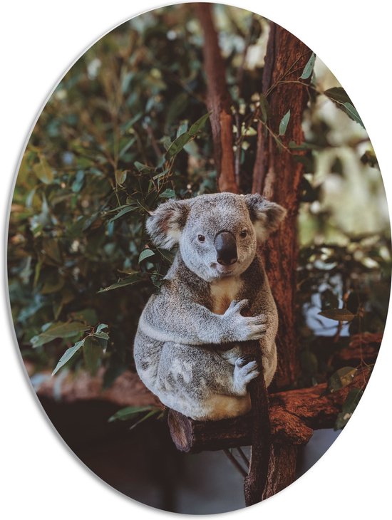 WallClassics - PVC Schuimplaat Ovaal - Koala Zittend op Bruine Takken met Groene Bladeren - 51x68 cm Foto op Ovaal (Met Ophangsysteem)