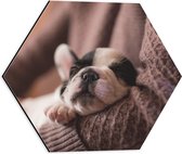 Dibond Hexagon - Puppy Slapend in Armen - 40x34.8 cm Foto op Hexagon (Met Ophangsysteem)