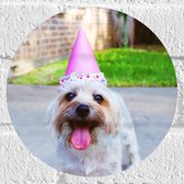 WallClassics - Muursticker Cirkel - Feestelijk Hondje - 20x20 cm Foto op Muursticker
