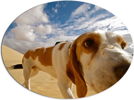 WallClassics - Dibond Ovaal - Close-Up van Snuffelende Hond - 96x72 cm Foto op Ovaal (Met Ophangsysteem)