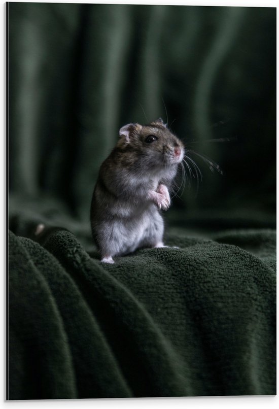 WallClassics - Dibond - Jolie souris sur le canapé - 40x60 cm Photo sur aluminium (Décoration murale en métal)