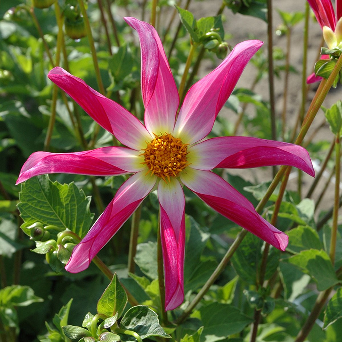 Dahlia Honka Pink | 1 stuk | Orchideetype Dahlia | Knol | Geel | Roze | Wit | Dahlia Knollen van Top Kwaliteit | 100% Bloeigarantie | QFB Gardening