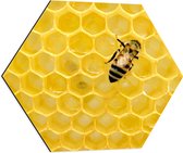 WallClassics - Dibond Hexagon - Bij tussen de Honing - 60x52.2 cm Foto op Hexagon (Met Ophangsysteem)