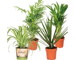 Bloomique - Mix van 4 - Luchtzuiverende Mix - Dracaena - Dypsis - Chamaedorea - Chlorophytum - Kamerplanten - Hoogte 20-40 cm - Pot 12 cm