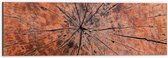 Dibond - Close-up van Textuur in Doorgesneden Boomstam - 60x20 cm Foto op Aluminium (Met Ophangsysteem)