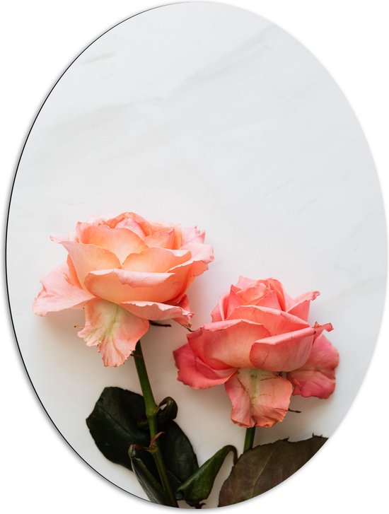 Dibond Ovaal - Duo Roze Bloemen op Witte Achtergrond - 81x108 cm Foto op Ovaal (Met Ophangsysteem)