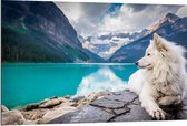 WallClassics - Dibond - Witte Hond liggend bij Bergen en Water - Samojeed - 120x80 cm Foto op Aluminium (Met Ophangsysteem)