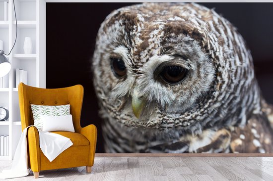 Papier peint photo vinyle - Chouette hulotte sur fond noir largeur 330 cm x hauteur 220 cm - Tirage photo sur papier peint (disponible en 7 tailles)