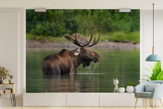 Papier peint photo peint photo vinyle - Orignal dans l'eau largeur 330 cm x hauteur 240 cm - Tirage photo sur papier peint (disponible en 7 tailles)