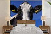 Behang - Fotobehang Koe - Blauw - Dieren - Breedte 220 cm x hoogte 220 cm