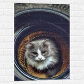 Muursticker - Grijs met Witte Kat met Oranje Ogen in Autoband - 60x90 cm Foto op Muursticker