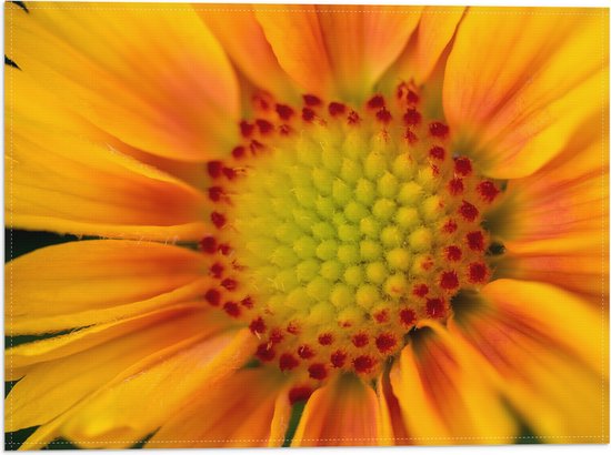 Vlag - Binnenkant Oranje Bloem van Dichtbij - 40x30 cm Foto op Polyester Vlag