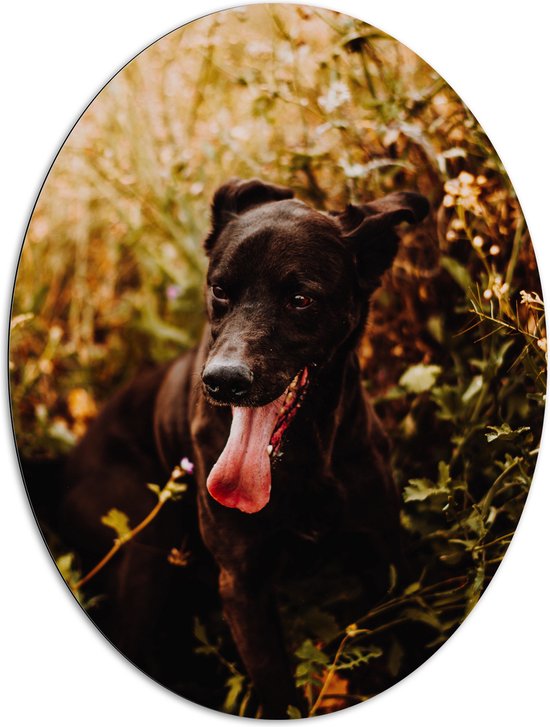 Dibond Ovaal - Hijgende Zwarte Hond tussen Groene Takken - 81x108 cm Foto op Ovaal (Met Ophangsysteem)