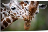 Dibond - Liefdevol Giraffe Duo - 105x70 cm Foto op Aluminium (Met Ophangsysteem)