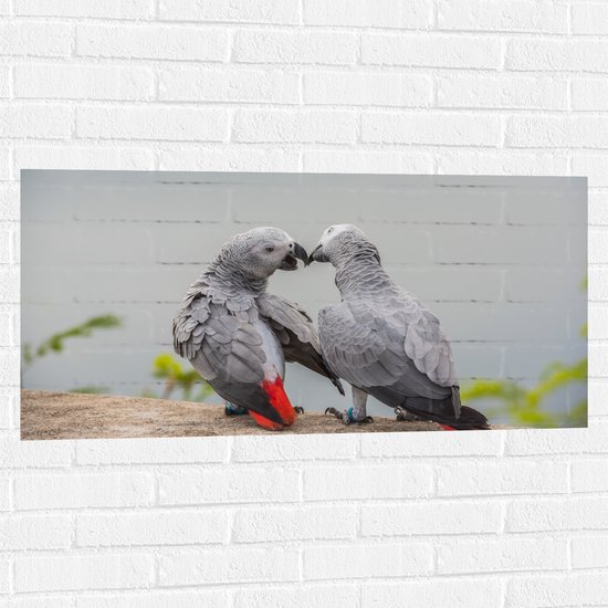 Muursticker - Liefdevol Grijs Vogelpaar met Rode Staarten - 100x50 cm Foto op Muursticker