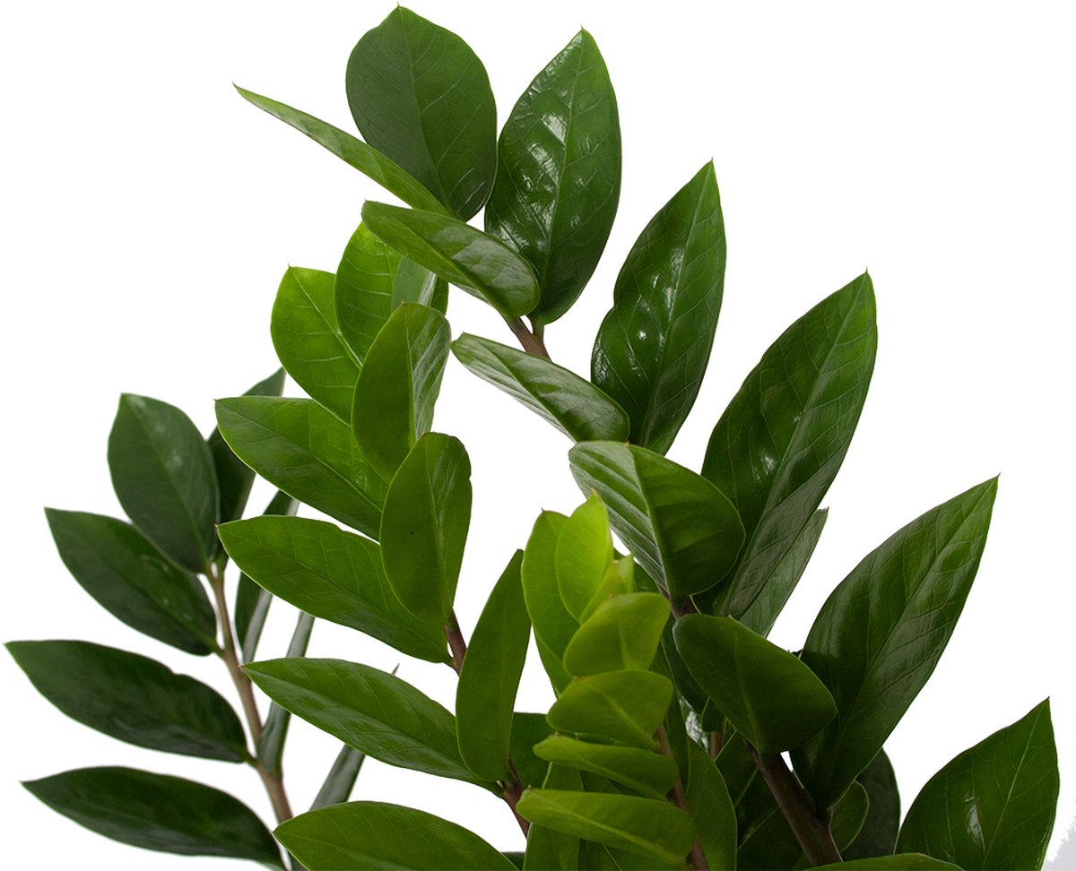 Zamioculcas zamiifolia 9 , onderhoudsvriendelijke kamerplant, hoogte 90 cm, diameter pot 21 cm Zamioculcas zamiifolia 9 , onderhoudsvriendelijke kamerplant, hoogte 90 cm, diameter pot 21 cm