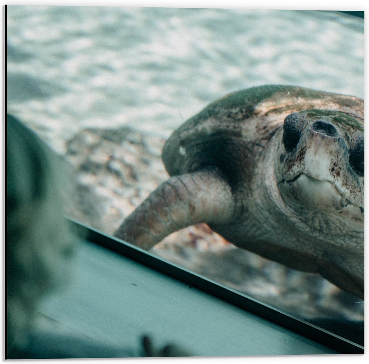 Dibond - Grote Schildpad achter Glas in Aquarium - 50x50 cm Foto op Aluminium (Wanddecoratie van metaal)