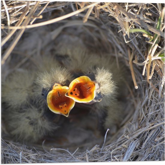 Vlag - Baby Vogels in Nest met Open Bek voor Eten - 50x50 cm Foto op Polyester Vlag