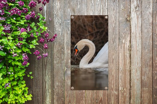 Affiche de jardin Cygne - Water - Animaux - Vogel - 30x60 cm - Toile de jardin - Poster extérieur